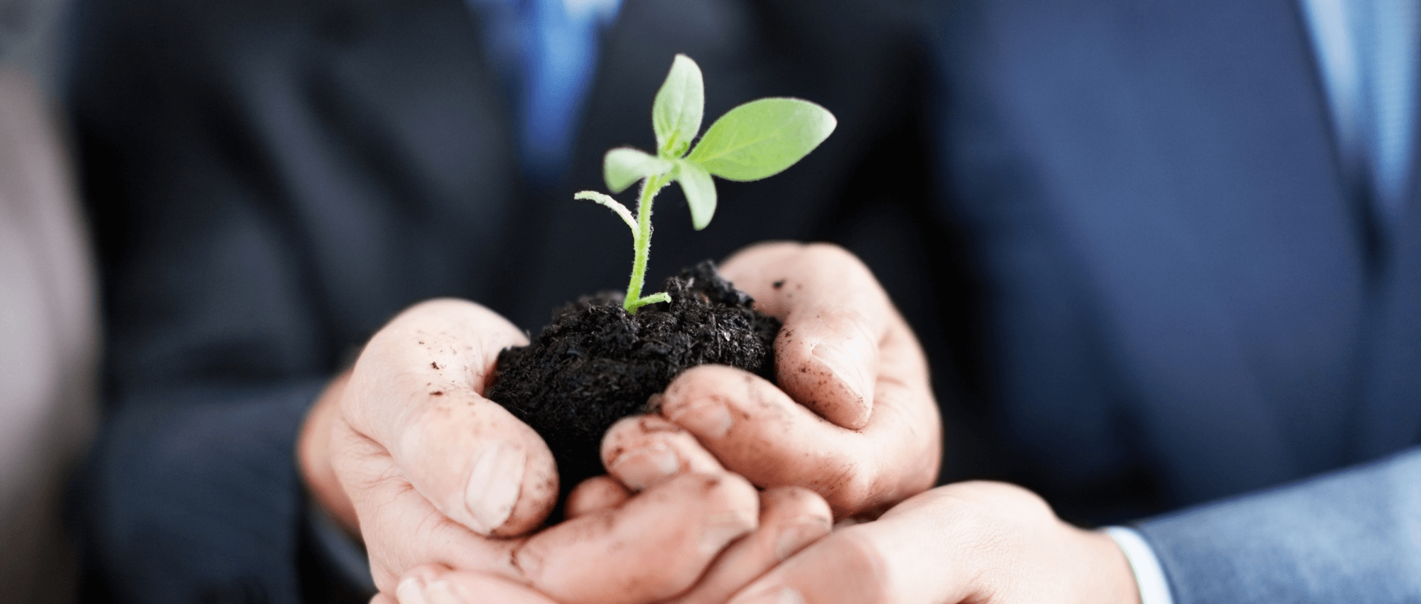 hands holding a blooming plant