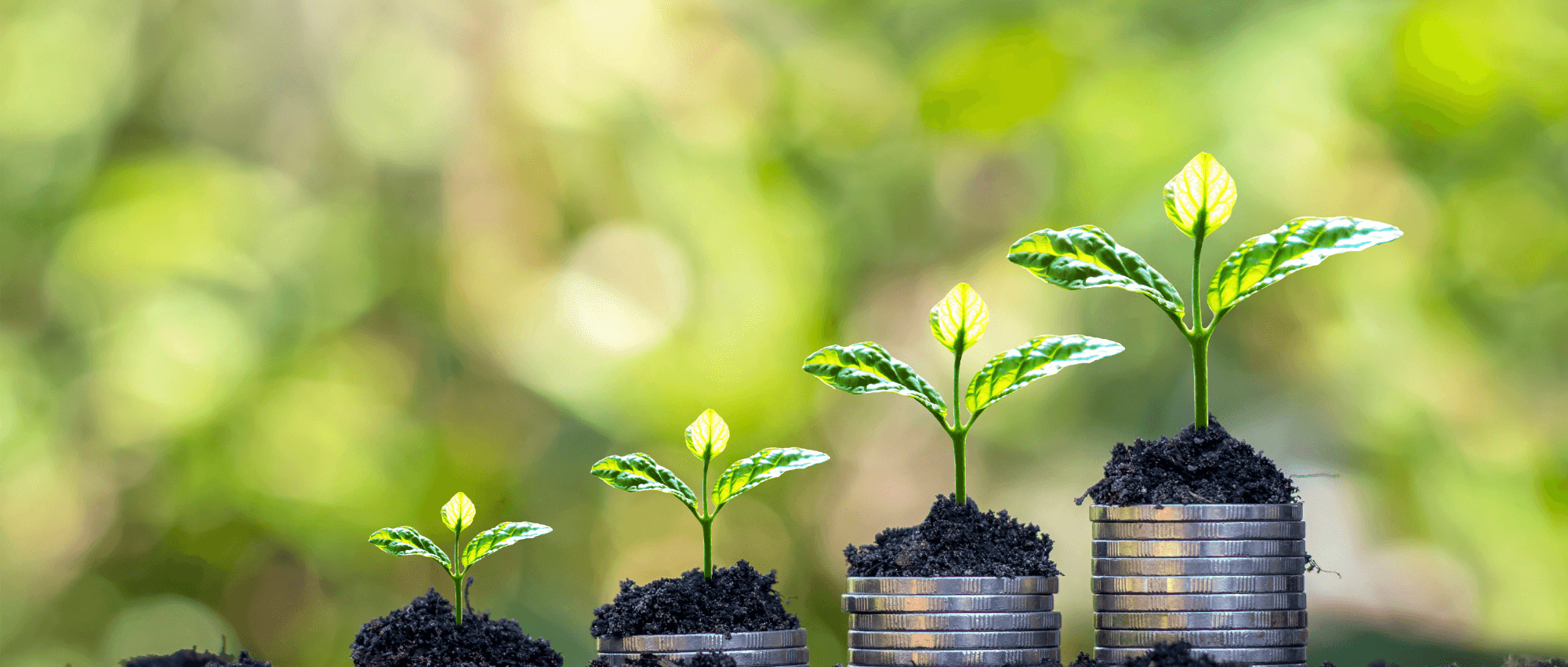 Plant in all stages of growth